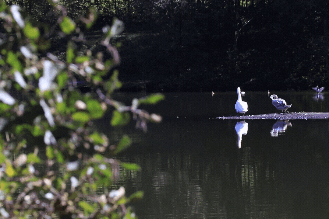 Ritzensee-badeurlaub.gif